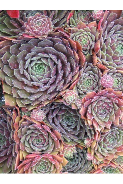 Молодило гібридне Отелло